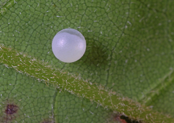 Palamedes Swallowtail egg